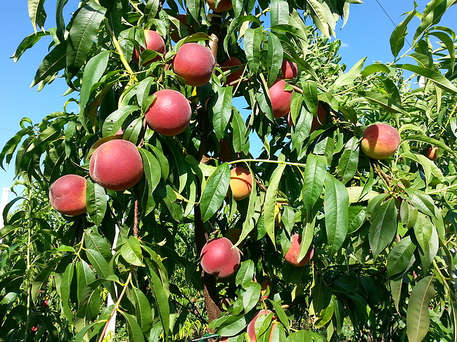 Pesche Gialle